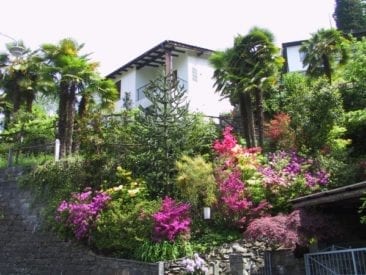 HolAp - Ferienwohnungen, Ferienhäuser im Tessin, Ascona, Locarno, Minusio, Orselina, Brione S.Minusio, Valle Maggia, Valle Verzasca, Gambarogno - Gallery-1_azaleeGambarogno2.jpg